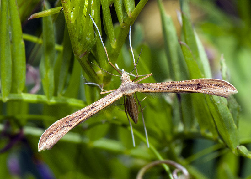 Pterophoridae:  Stenoptilia cfr. pterodactyla